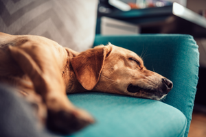 Are scented candles safe for dogs?
